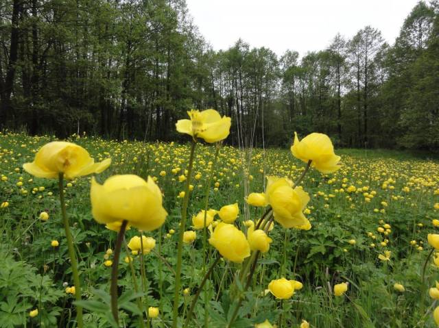 Rezerwat przyrody Łąki Bobolickie