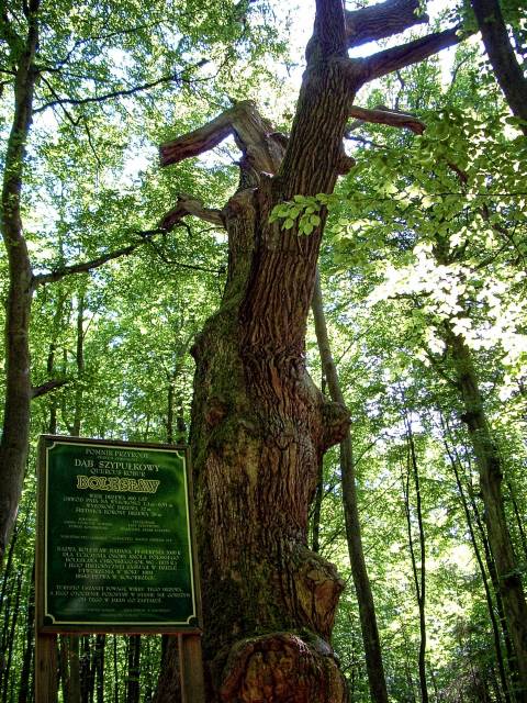 Dąb szypułkowy Bolesław