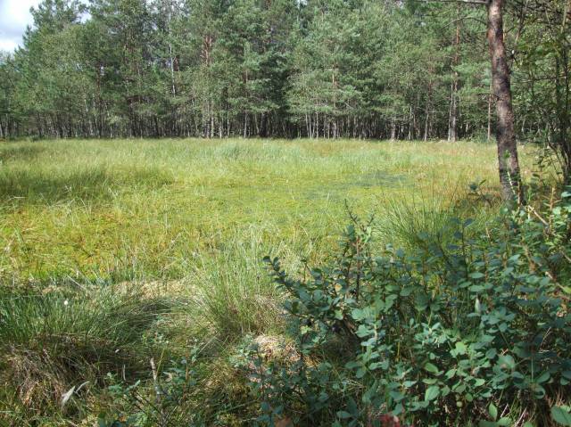 Rezerwat Zielone Bagna