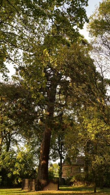 Mamutowiec olbrzymi w Brwicach (Riesenmammutbaum in Brwice) 