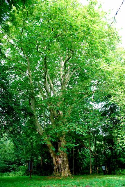 Platan klonolistny Antoni