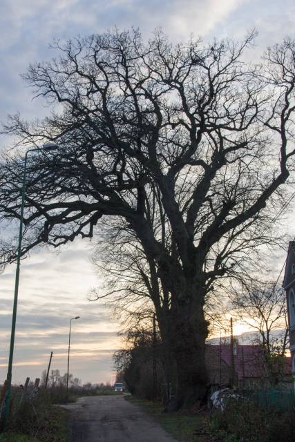 Dąb szypułkowy Zastańczyk