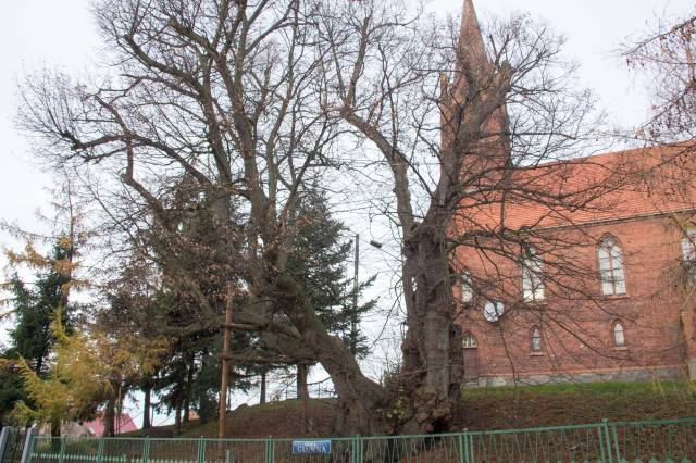 Lipa "Babki Proszalne"