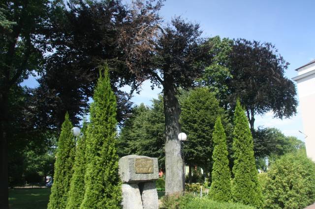 2 buki zwyczajne czerwonolistne