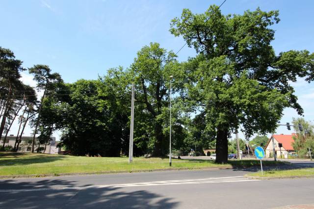 Grupa czterech dębów szypułkowych