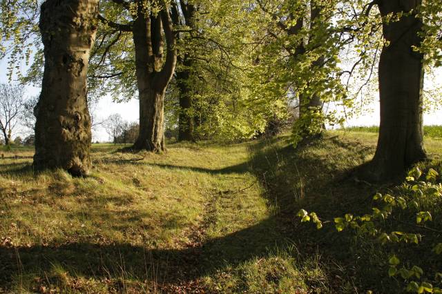 Stary Trakt koło Widuchowej