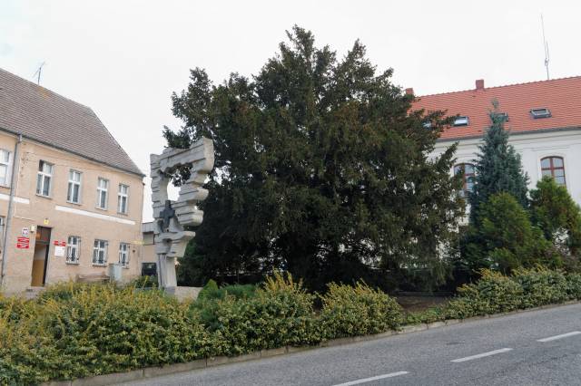 Cis pospolity w Cedyni