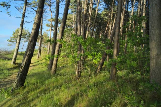 Pas Pobrzeża na Zachód od Ustki