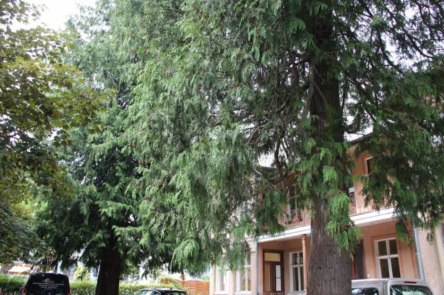 Żywotniki olbrzymie Rybacy