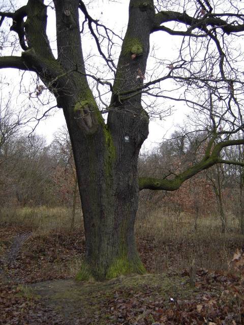 Dąb szypułkowy Wartownik