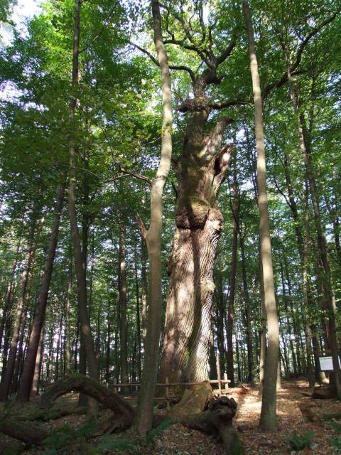 Dąb szypułkowy Władych