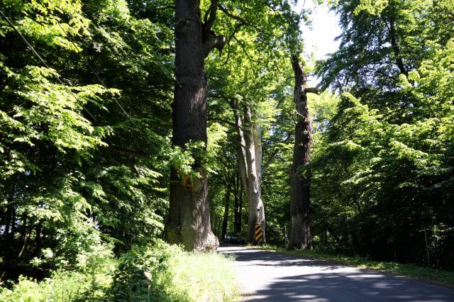 Grupa pomnikowych drzew