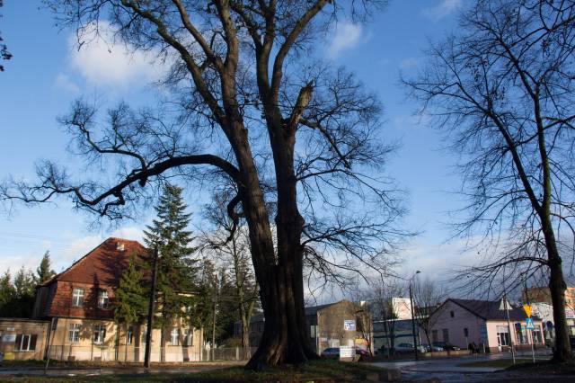 Linde der Sieben Brüder (Lipa Siedmiu Braci) 