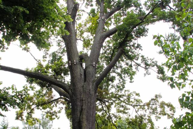 Dąb bezszypułkowy Apostoł