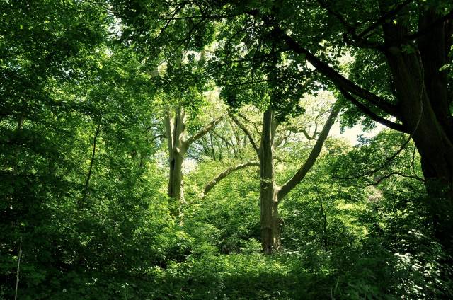 2 platany klonolistne