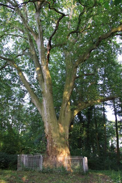 "Olbrzym" platan klonolistny