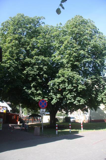 Kasztanowiec zwyczajny