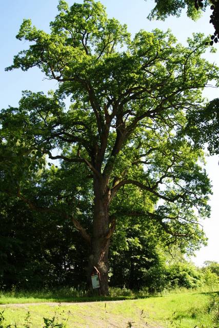 Dąb bezszypułkowy "Bartek"