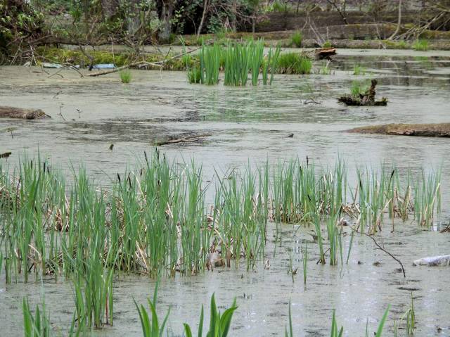 Jezioro Ostrowieckie Duże