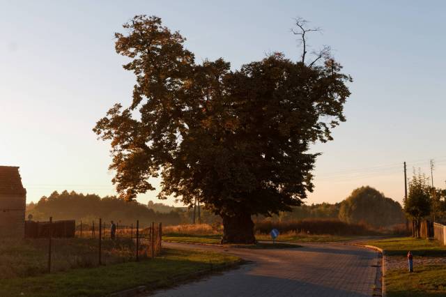 Lipa drobnolistna Maria