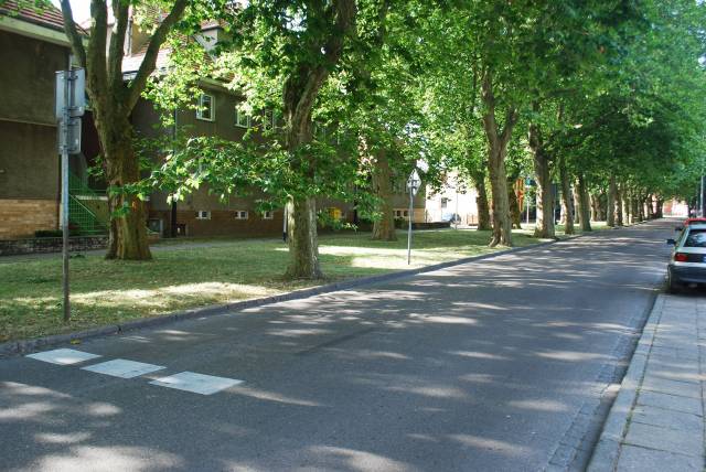 Aleja platanów klonolistnych