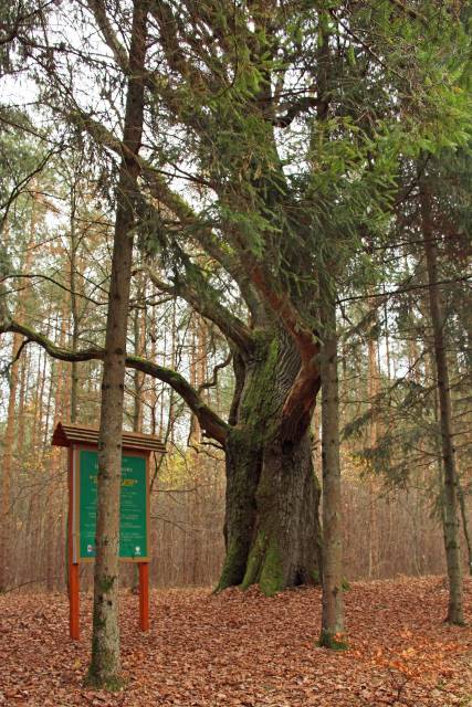 Dąb szypułkowy Bogusław