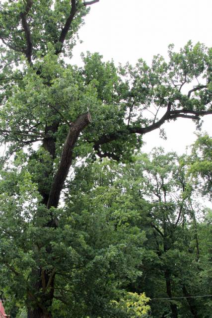 Dąb bezszypułkowy Barnim