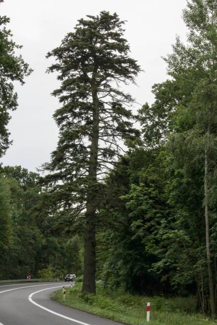 Jodła grecka Elżbieta