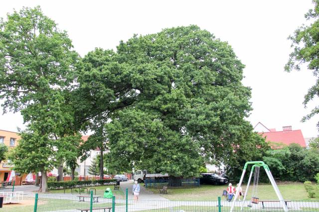 Dąb bezszypułkowy Karczmarz