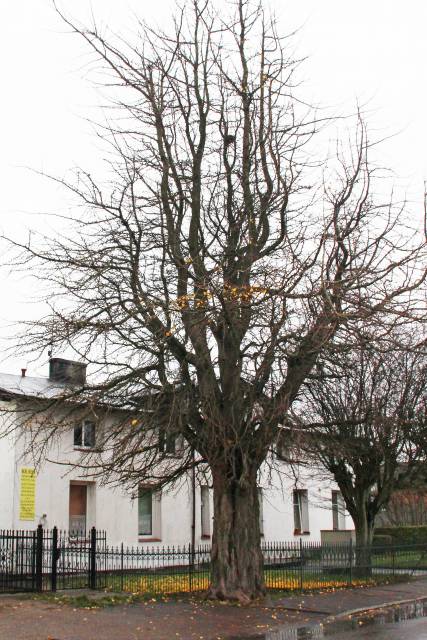 Miłorząb dwuklapowy