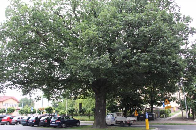 Dąb bezszypułkowy Storrada