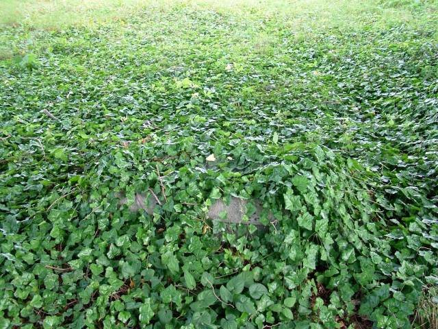 Cmentarz choleryczny