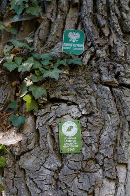 Dąb bezszypułkowy Piast