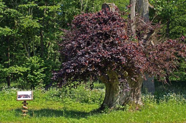 Buk pospolity czerwonolistny