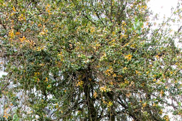 Bukszpan zwyczajny "Aptekarz"