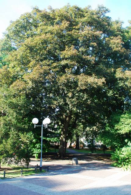 Kasztanowiec czerwony