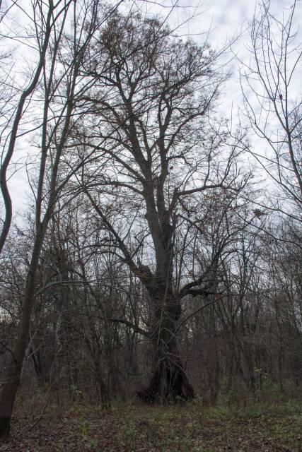 Kasztanowiec pospolity