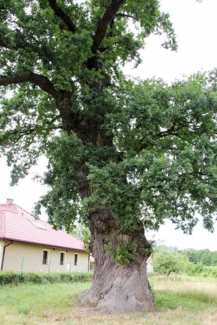 Dąb szypułkowy Prastary