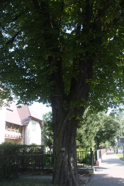 Kasztanowiec zwyczajny