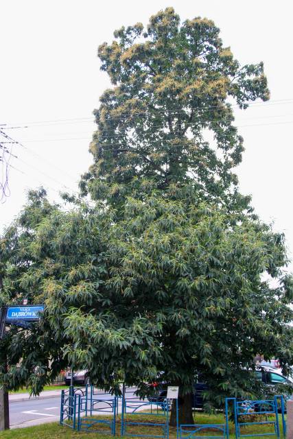 Kasztan jadalny Maron