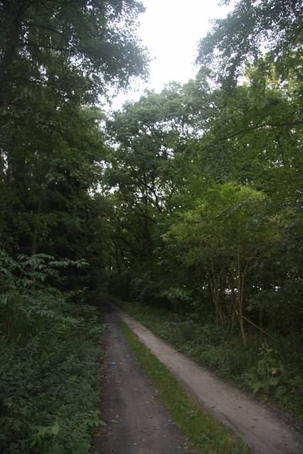 Aleja dębowo-bukowa