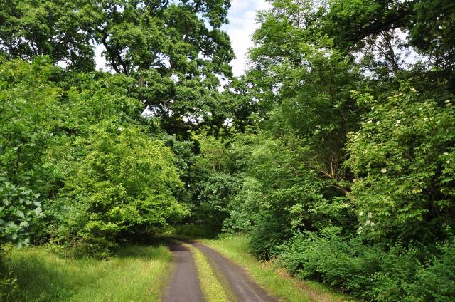 Park dworski w Barnówku