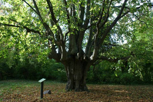 Lipa Jagna - lipa amerykańska