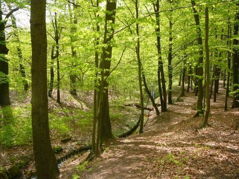 Arkonski-Waldpark in Stettin