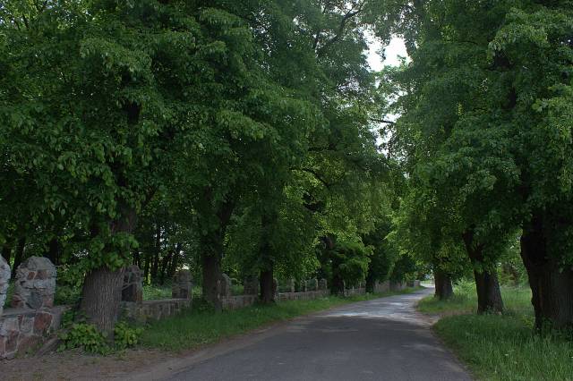 Park dworski w Sarniku