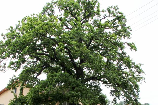 Dąb szypułkowy Bolko