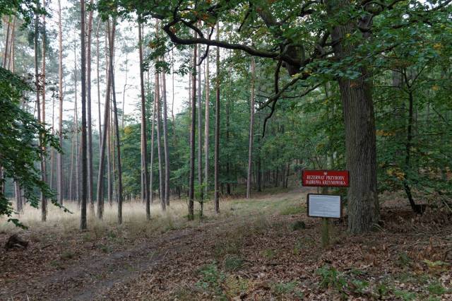 Rezerwat przyrody Dąbrowa Krzymowska