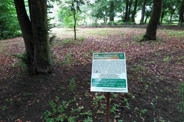 Grupa cisów pospolitych