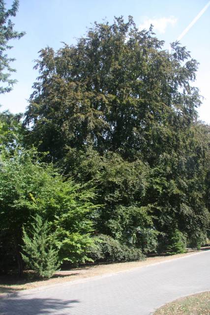 2 buki zwyczajne czerwonolistne