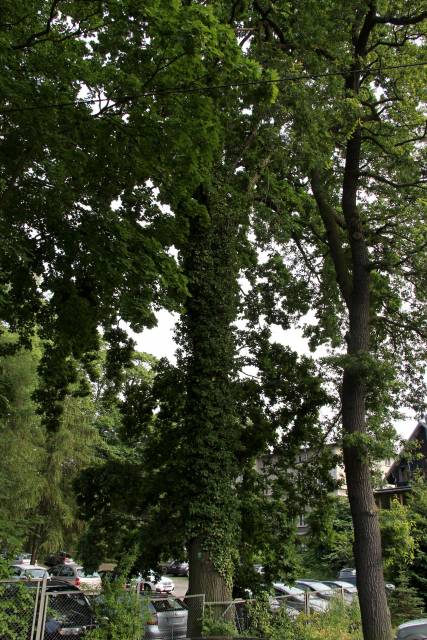 Dąb bezszypułkowy Pan Tadeusz